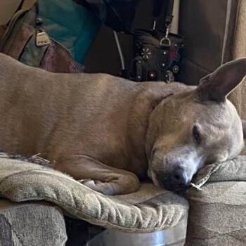 Terrier and Mixed Breed Dogs Available for Adoption in Yuma, Arizona - Diamond | PetCurious
