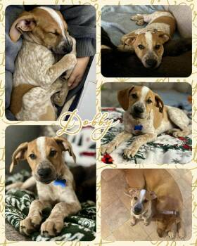Rescue Mixed Breed Dogs for Adoption in Lancaster, New York - Dobby | PetCurious
