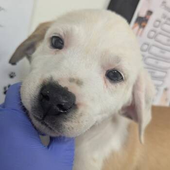 Terrier Dogs Available for Adoption - Lulu | PetCurious