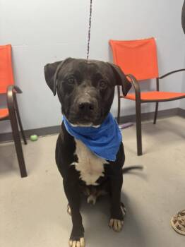 Rescue Terrier Dogs for Adoption in Zanesville, Ohio - Denver | PetCurious