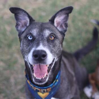 STARR -  Siberian Husky Dog for Adoption in San Antonio, Texas - STARR | PetCurious