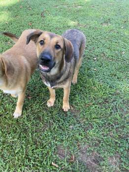 Daisy -  Shepherd Dog for Adoption in Pembroke, Massachusetts - Daisy | PetCurious