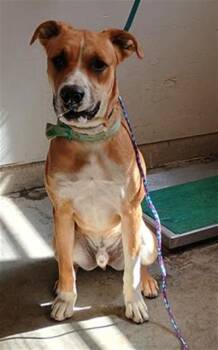 Rescue Boxer and Mixed Breed Dogs for Adoption in Camarillo, California - A873169 | PetCurious