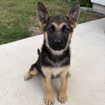 German Shepherd Dog Dogs Available for Adoption - Matilda | PetCurious