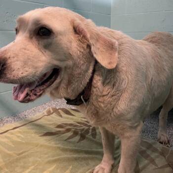 True -  Labrador Retriever and Mixed Breed Dog for Adoption in Port Charlotte, Florida - True | PetCurious