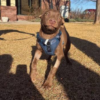 Pit Bull Terrier Dogs Available for Adoption - Velvy | PetCurious