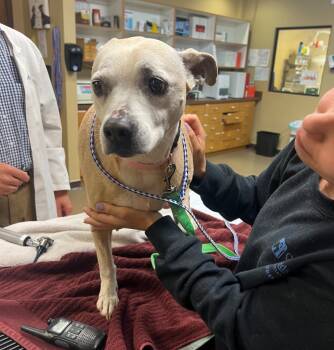 Rescue Mixed Breed Dogs for Adoption in Sharpsburg, Georgia - Angel | PetCurious