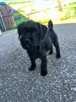 Max -  Terrier and Pug Dog for Adoption in Bolton, Ontario - Max | PetCurious