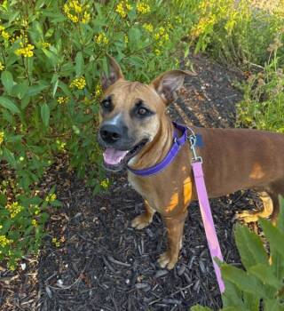 Venus -  Black Mouth Cur and Pit Bull Terrier Dog for Adoption in Austin, Texas - Venus | PetCurious
