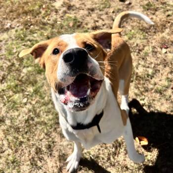Rescue Great Pyrenees and Chesapeake Bay Retriever Dogs for Adoption in Conway, New Hampshire - Bruin | PetCurious