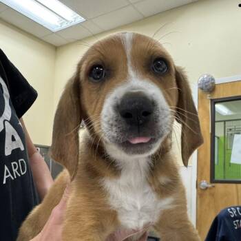 Mixed Breed Dogs Available for Adoption in Titusville, Florida - Kyro | PetCurious