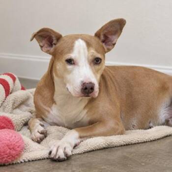 Baby -  Mixed Breed Dog for Adoption in Largo, Florida - Baby | PetCurious