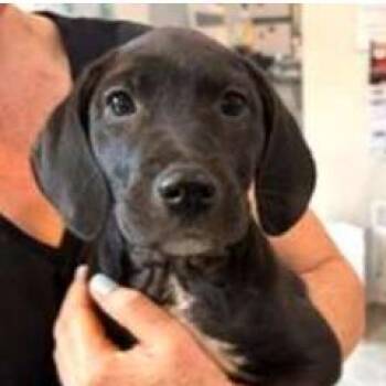 Emery -  Labrador Retriever and Mixed Breed Dog for Adoption in Wilmington, Delaware - Emery | PetCurious