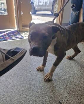 Rescue Mixed Breed Dogs for Adoption in Leadville, Colorado - Edith | PetCurious