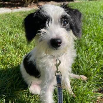 Bessie -  Terrier and Poodle Dog for Adoption in Dayton, Ohio - Bessie | PetCurious