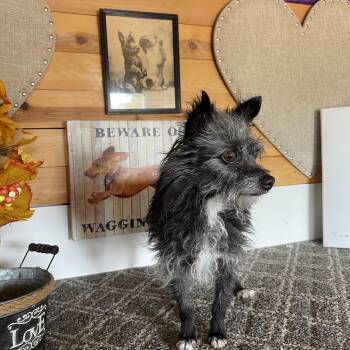 Rescue Terrier Dogs for Adoption in Vacaville, California - Dazzle | PetCurious