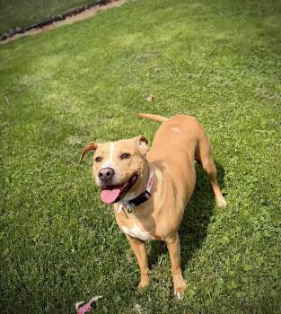 Mixed Breed Dogs Available for Adoption in Greensburg, Indiana - Mater | PetCurious