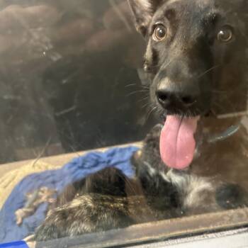 Bulma -  Shepherd and Mixed Breed Dog for Adoption in Palm Springs, California - Bulma | PetCurious