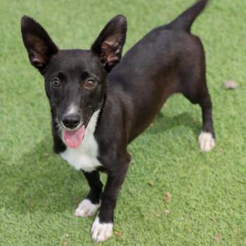 Blitz -  Chihuahua Dog for Adoption in Ojai, California - Blitz | PetCurious