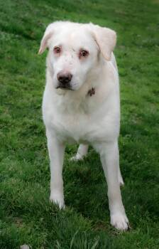 Forrest -  Great Pyrenees Dog for Adoption in Nashville, Tennessee - Forrest | PetCurious