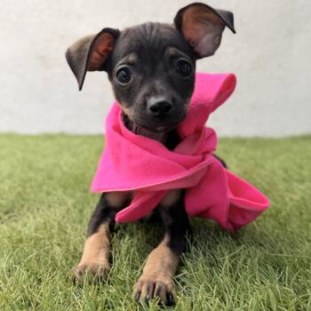 WINKY -  Chihuahua Dog for Adoption in San Diego, California - WINKY | PetCurious