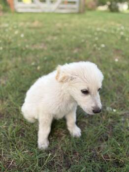 Gunner -  Great Pyrenees and Labrador Retriever Dog for Adoption in Meeker, Oklahoma - Gunner | PetCurious