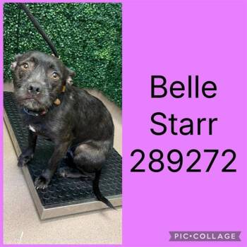BELLE STARR -  Mixed Breed Dog for Adoption in Macon, Georgia - BELLE STARR | PetCurious
