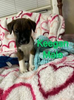 Labrador Retriever Dogs Available for Adoption in Pomfret, Connecticut - KEEGAN | PetCurious