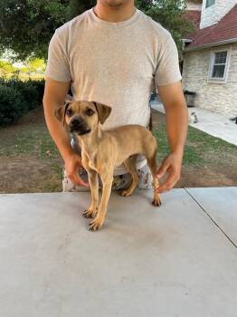 Rescue Chihuahua and Pug Dogs for Adoption in San Antonio, Texas - VENUS | PetCurious
