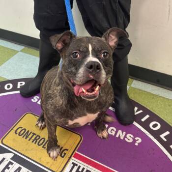 Kolby -  Mixed Breed Dog for Adoption in Philadelphia, Pennsylvania - Kolby | PetCurious
