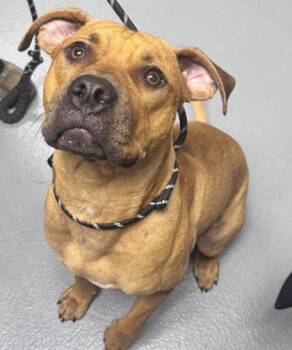 Rescue Mixed Breed Dogs for Adoption in Daytona Beach, Florida - Duke - 2 | PetCurious