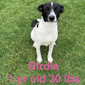 Jack Russell Terrier and Mixed Breed Dogs Available for Adoption in Rockville, Maryland - Birdie | PetCurious