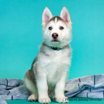 Honey Bear -  Husky Dog for Adoption in Los Angeles, California - Honey Bear | PetCurious