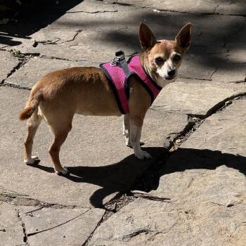 Penny -  Chihuahua Dog for Adoption in Creston, California - Penny | PetCurious