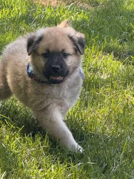 Rescue Husky Dogs for Adoption in Sainte-Marguerite-du-Lac-Masson, Quebec - Cognac | PetCurious