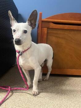 Rescue Terrier Dogs for Adoption in Sunderland, Maryland - Radar | PetCurious