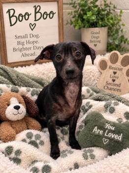 Boo Boo -  Chihuahua Dog for Adoption in Chattanooga, Tennessee - Boo Boo | PetCurious