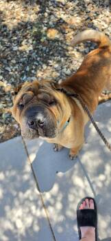 Shar Pei Dogs Available for Adoption in Lake Forest, California - Keller | PetCurious