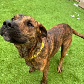 Mountain Cur and Mastiff Dogs Available for Adoption in New Orleans, Louisiana - Macho Nacho | PetCurious