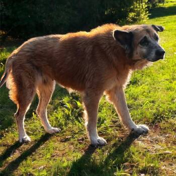 Rescue German Shepherd Dog Dogs for Adoption in Lucas, Texas - BELLA GS | PetCurious