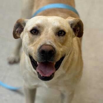 Yellow Labrador Retriever Dogs Available for Adoption in Clarksdale, Mississippi - Dino | PetCurious