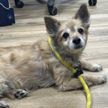 Terrier Dogs Available for Adoption - Mightia | PetCurious