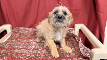 CHEWY -  Norfolk Terrier Dog for Adoption in Modesto, California - CHEWY | PetCurious