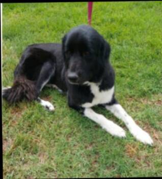 Anne -  Newfoundland Dog Dog for Adoption in Thompson Falls, Montana - Anne | PetCurious