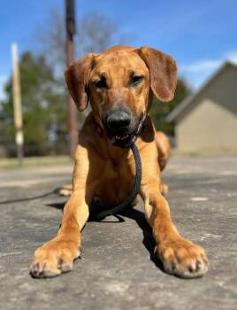 Rhodesian Ridgeback Dogs Available for Adoption - Tamale | PetCurious