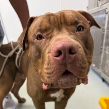 Tailort -  Pit Bull Terrier Dog for Adoption in Abilene, Texas - Tailort | PetCurious
