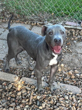 Rescue Pit Bull Terrier Dogs for Adoption in Brewster, New York - Hagger | PetCurious