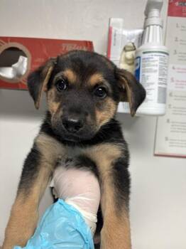 Rescue Shepherd Dogs for Adoption in Thousand Oaks, California - PJ -- URGENT! | PetCurious