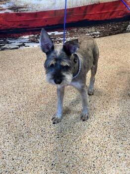 Schnauzer Dogs Available for Adoption in Doral, Florida - SID | PetCurious