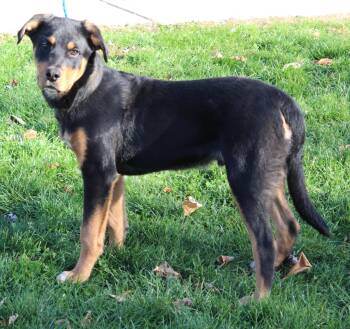 Rescue Rottweiler Dogs for Adoption in Heath, Ohio - Vader (9325) | PetCurious